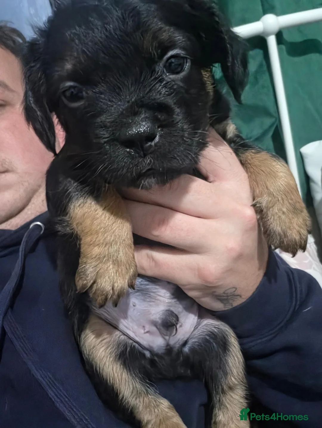 Mixed Breed dogs for sale: Staffordshire cross frenchie fraffies - Advert 2