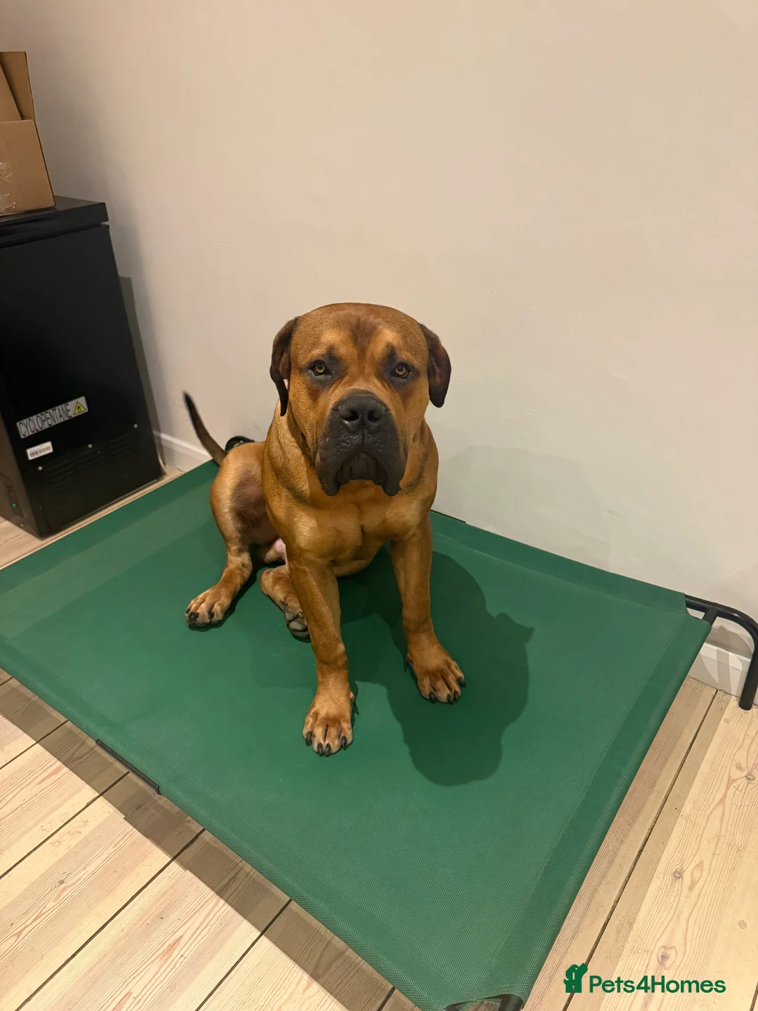 Boerboel dogs for sale: Phenomenal Boerbel - Advert 8