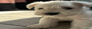 Dash Puppy 4