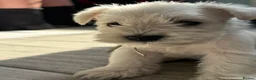 Miniature Schnauzer dogs for sale: KC Registered Miniature Schnauzer Puppies - Advert 28