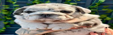 English Bulldog 3