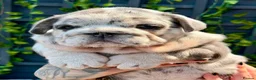 English Bulldog dogs for sale: Stunning bulldog puppies for sale  - Advert 11