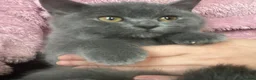 British Shorthair cats for sale: Stunning Blue & Black GCCF Kittens - Advert 3
