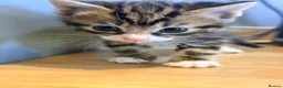 Mixed Breed cats for sale: Kittens for sale  - Advert 10