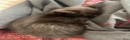 Ragdoll cats for sale: Half ragdoll kitten available (last one) - Advert 5