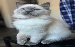 Ragdoll cats for sale: FIFe Registered Ragdoll Kittens Champion Line  - Image 16