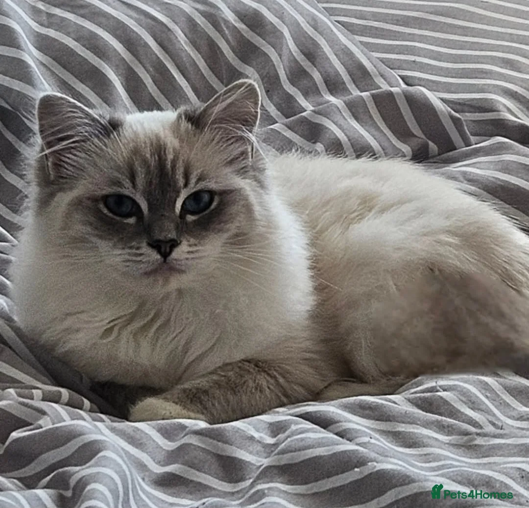 Ragdoll cats for sale: Tica active blue tabby ragdoll - Advert 13