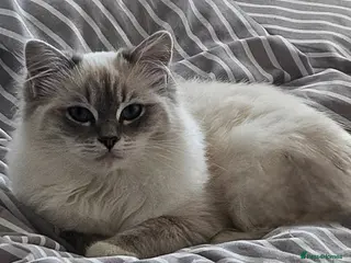 Ragdoll cats Tica active blue tabby ragdoll - Advert 7