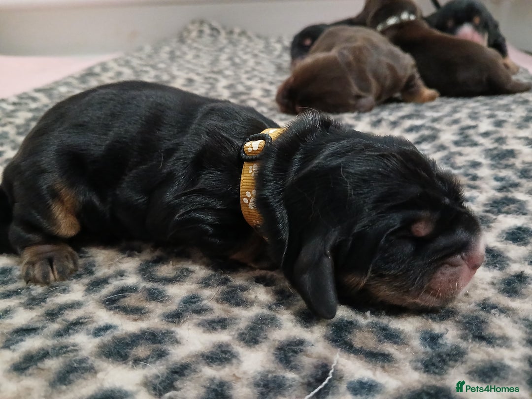 Cocker Spaniel dogs for sale: 1 male 1 Female Stunning KC Show Cocker Puppies - Advert 5