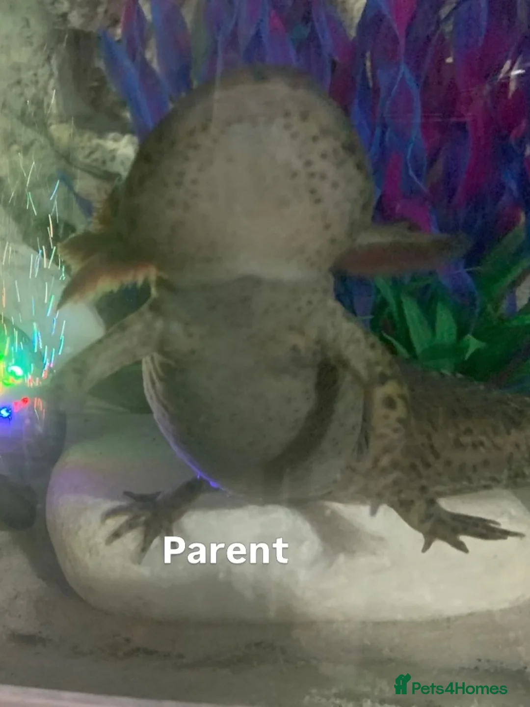 Axolotl reptiles for sale: Baby axolotls  in Oxford - Advert 7