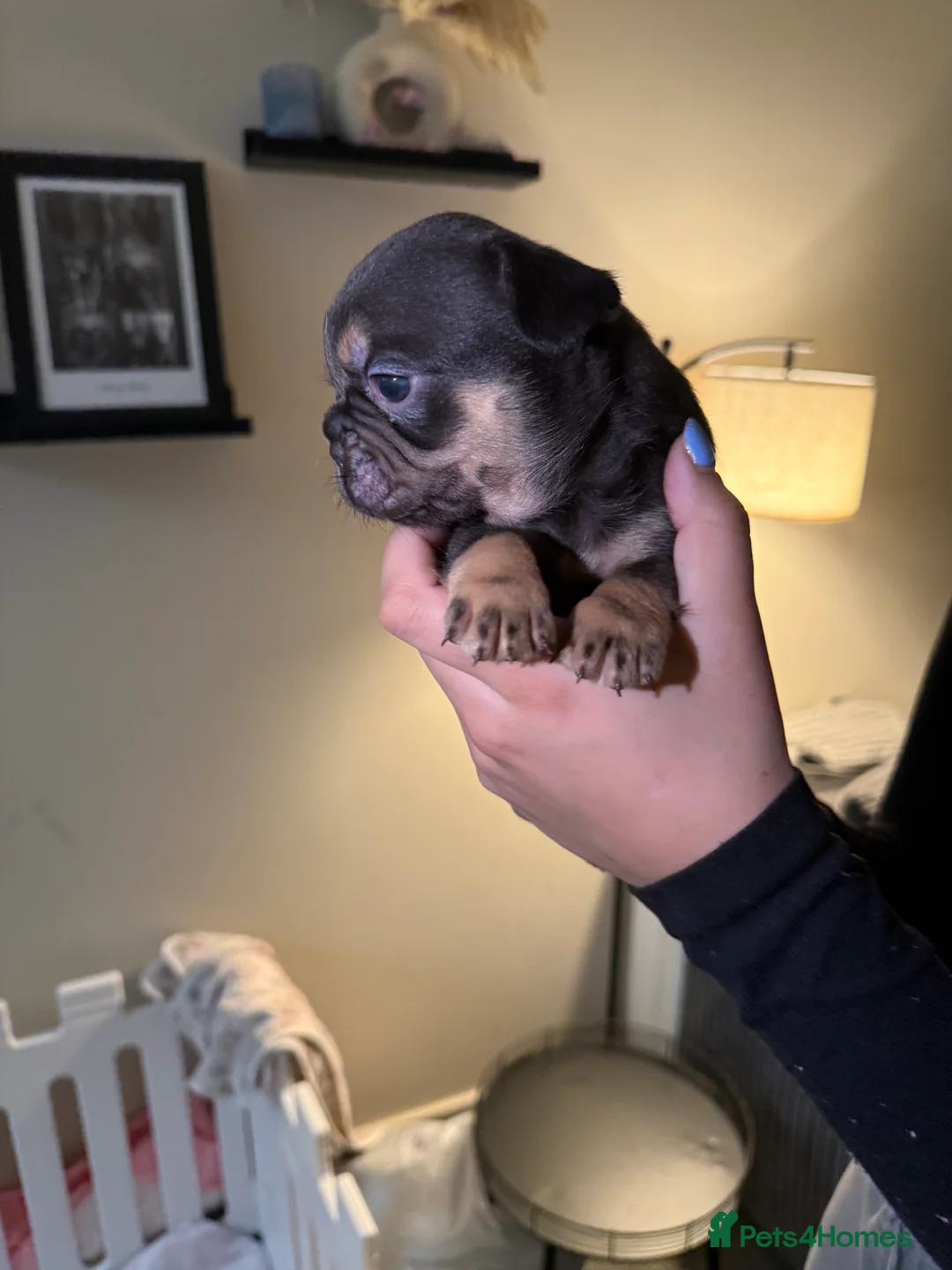 French Bulldog dogs for sale: French bulldog puppies fluffie carriers  - Advert 32