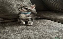 Maine Coon cats for sale: Maine coon kittens TICA registered  - Image 10