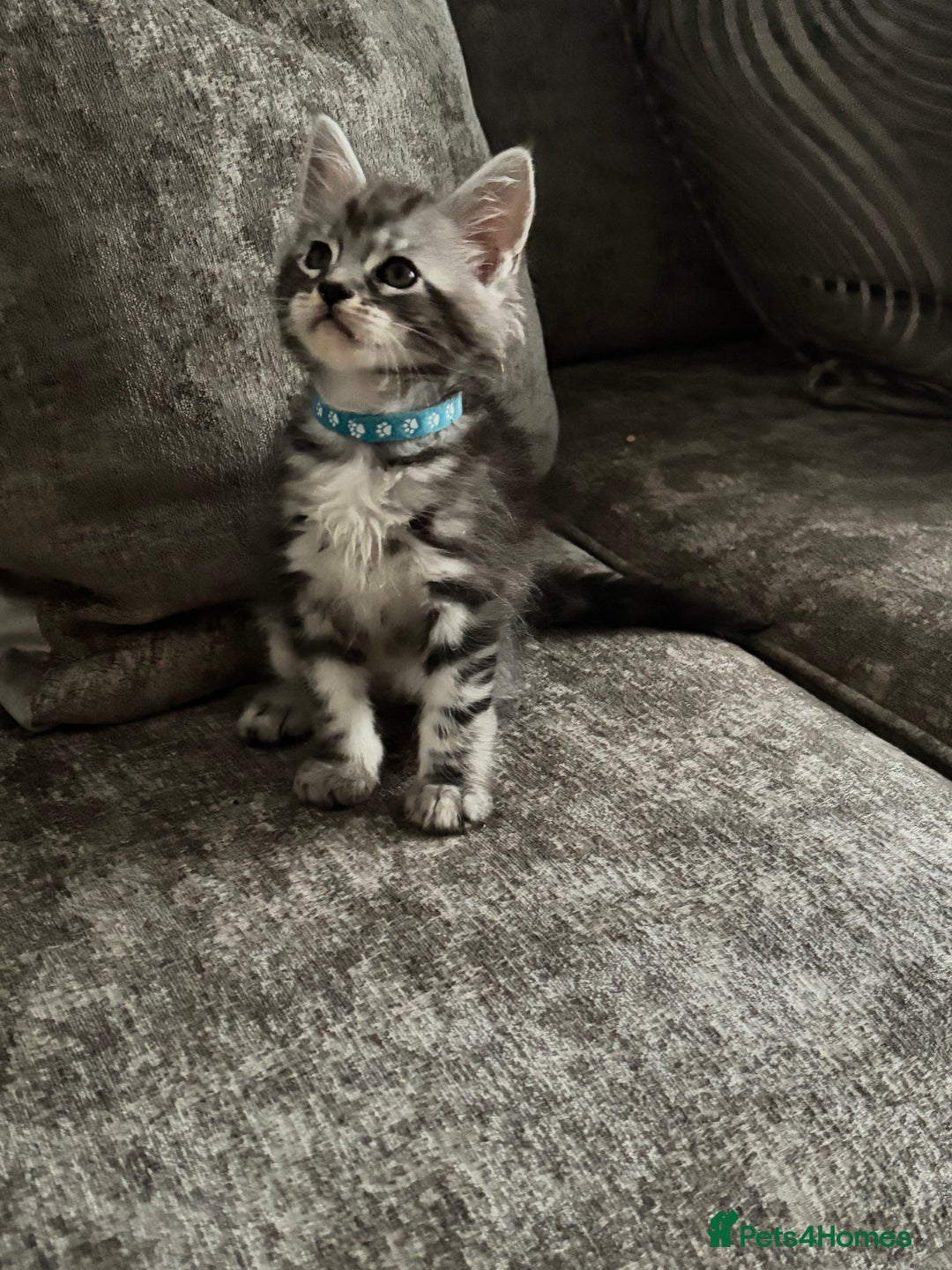 Maine Coon cats for sale: Maine coon kittens TICA registered  - Image 10