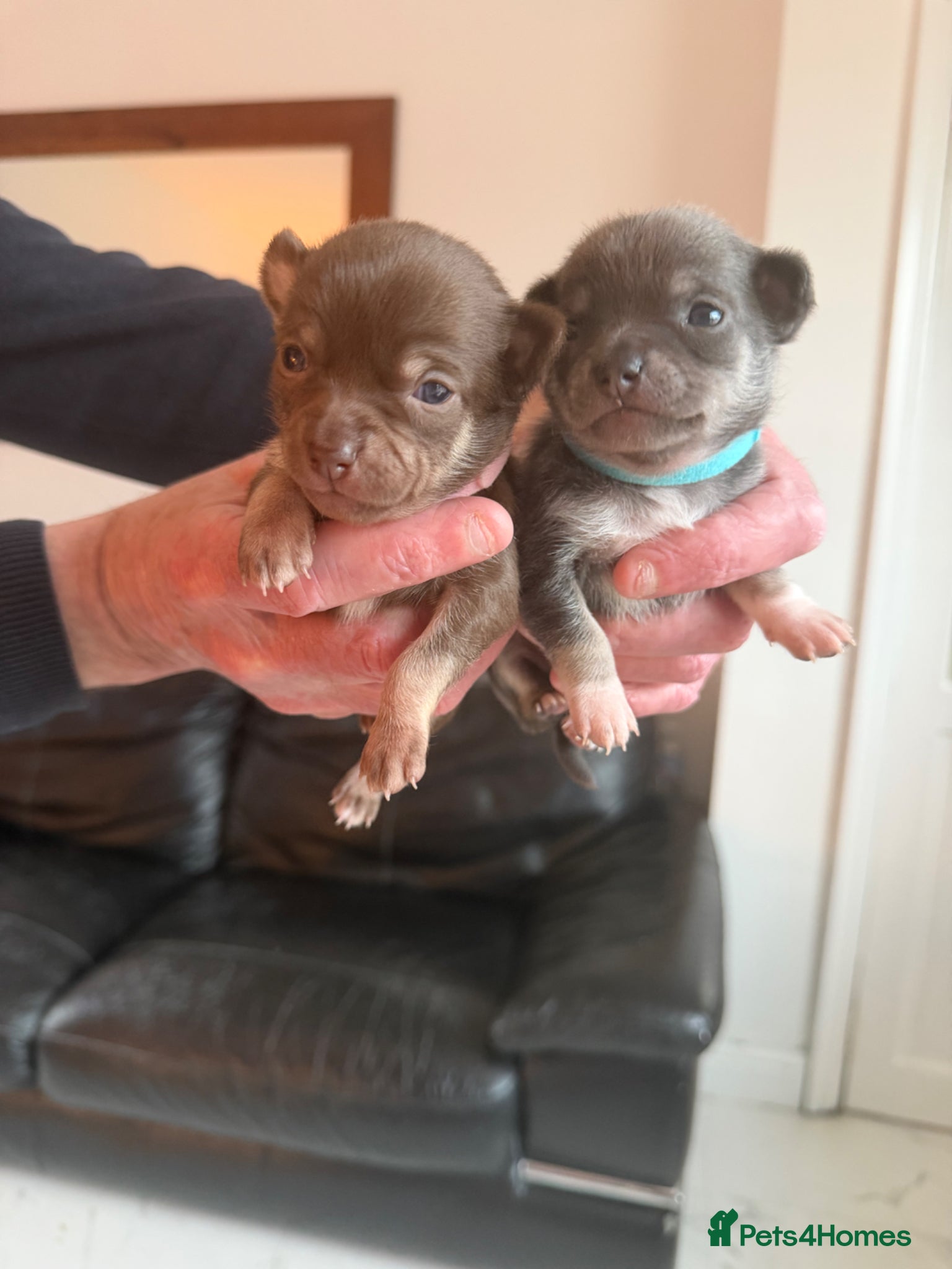 Chihuahua dogs Two beautiful chihuahua puppies - Advert 2