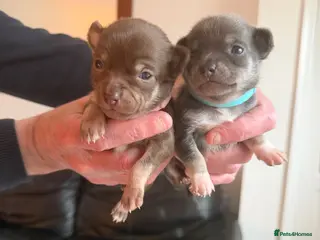 Chihuahua dogs Two beautiful chihuahua puppies - Advert 2