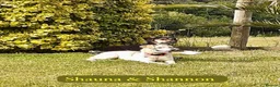 Mixed Breed dogs for adoption: Shannon, 6 months approx, Available for adoption. - Advert 8