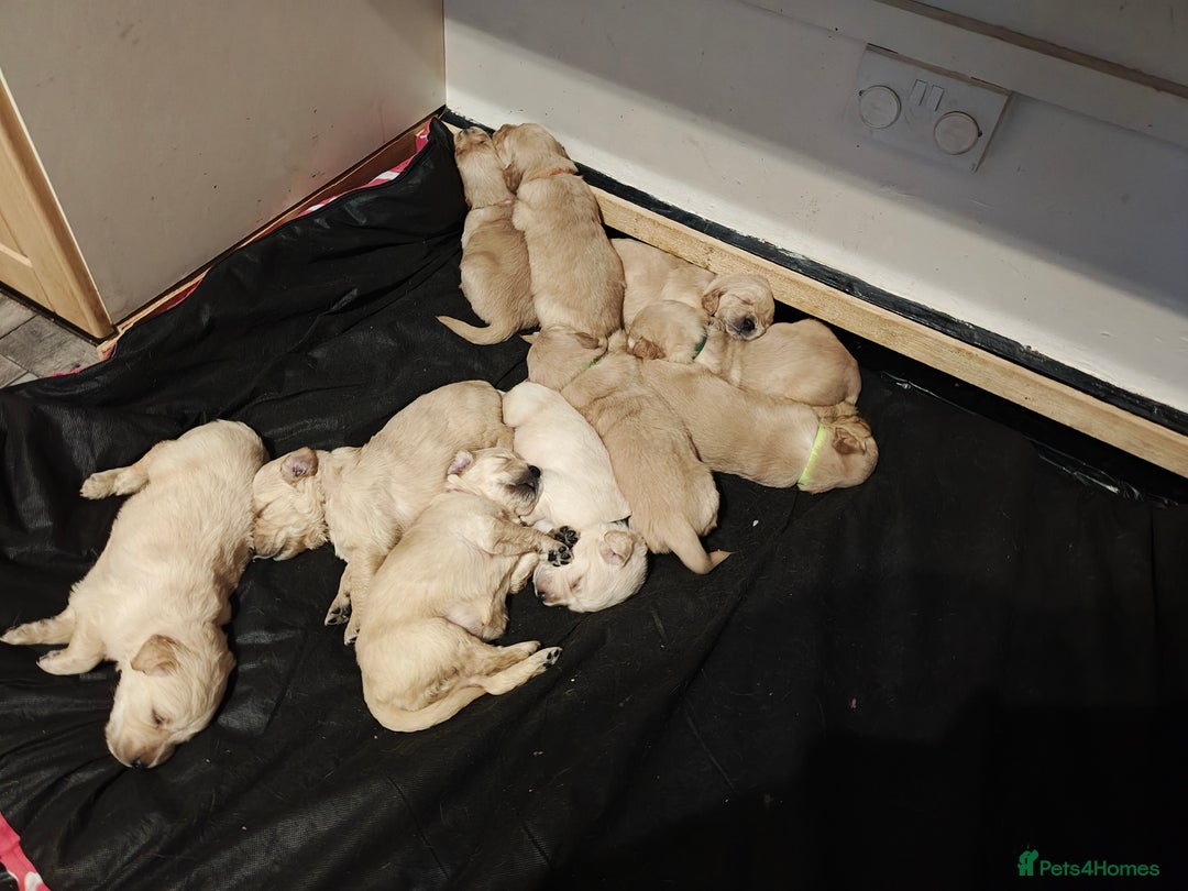 Golden Retriever dogs for sale: 10 Beautiful Golden Retriever puppies  - Advert 4