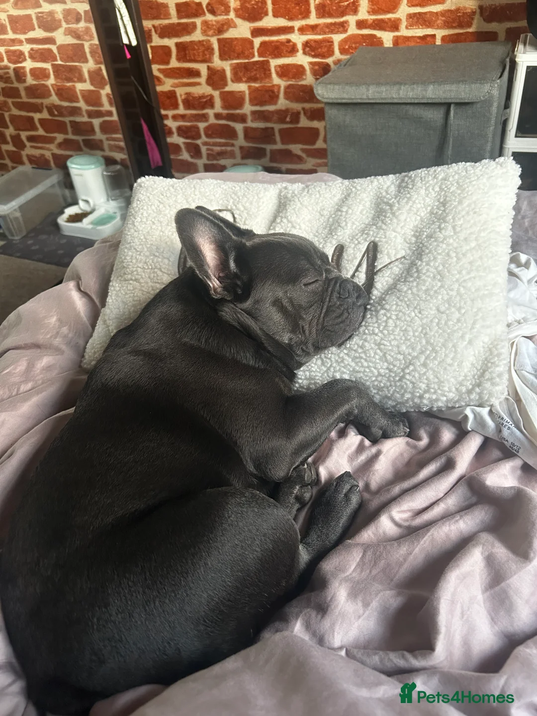 French Bulldog dogs for stud: Blue French Bulldog Stud Available – Aki 🐶💙 - Advert 16