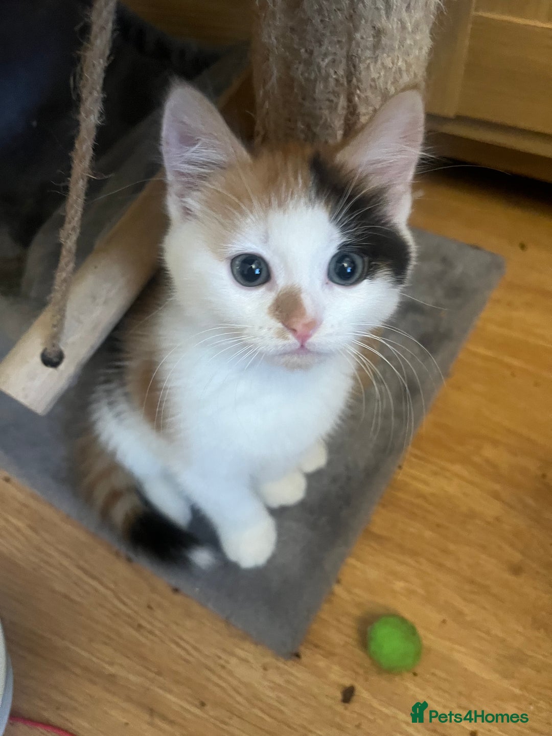 Mixed Breed cats for sale: 9 week old kittens 1 male 1 female - Image 1