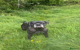 Cane Corso dogs for sale: Cane Corso pups - Image 25