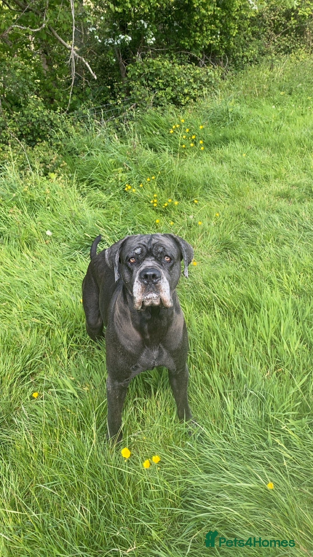 Cane Corso dogs for sale: Cane Corso pups - Image 25