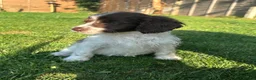 Cockapoo dogs for sale: Beautiful cockapoos  in Peterborough - Advert 16