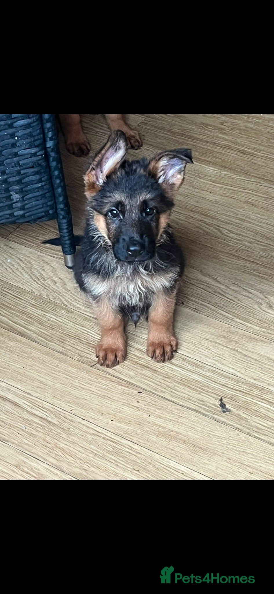 German Shepherd dogs German Shepard puppies ⭐️ready to be rehomed ⭐️ - Advert 2