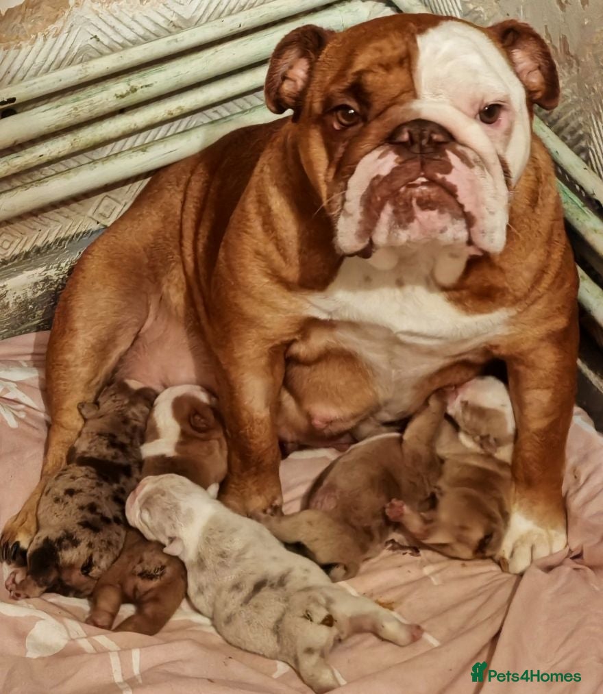 English Bulldog dogs ENGLISH BULLDOG  - Advert 1
