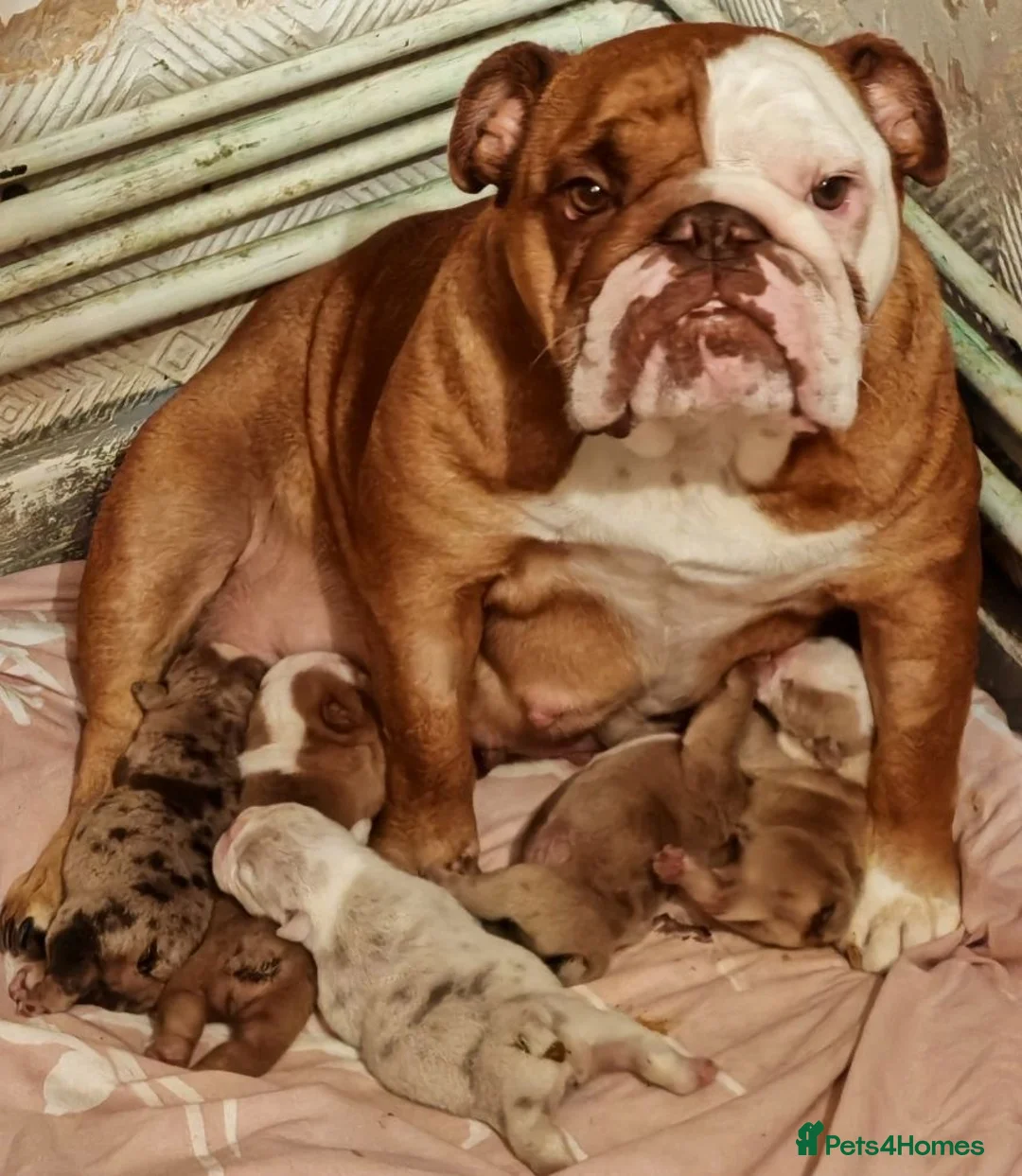 English Bulldog dogs for sale: ENGLISH BULLDOG  - Advert 1