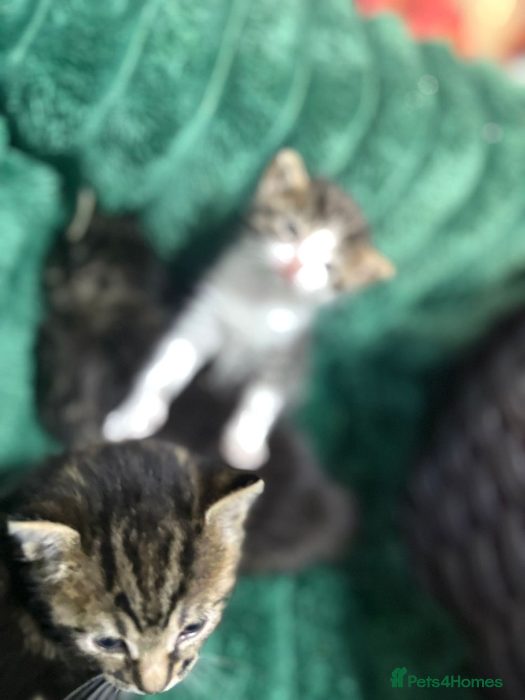 Bengal cats for sale: Adorable little kittens  - Advert 5