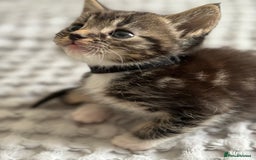 Maine Coon cats for sale: 🌟Adorable kittens now ready 4 forever home🌟 - Image 30