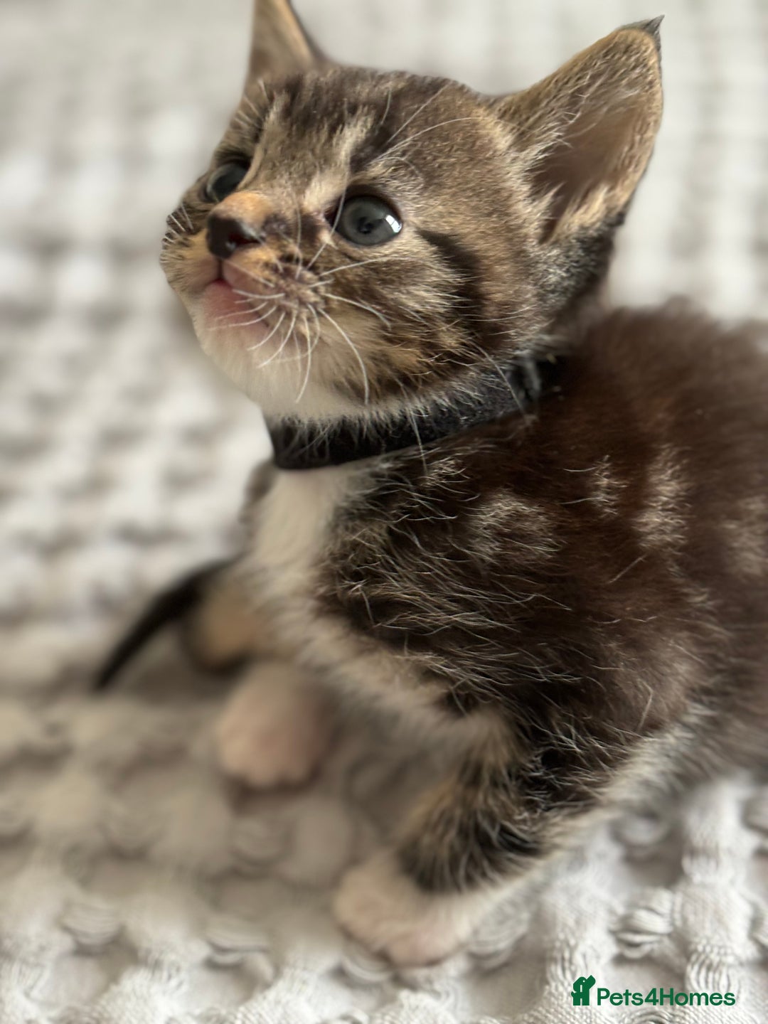 Maine Coon cats for sale: 🌟Adorable kittens now ready 4 forever home🌟 - Image 30