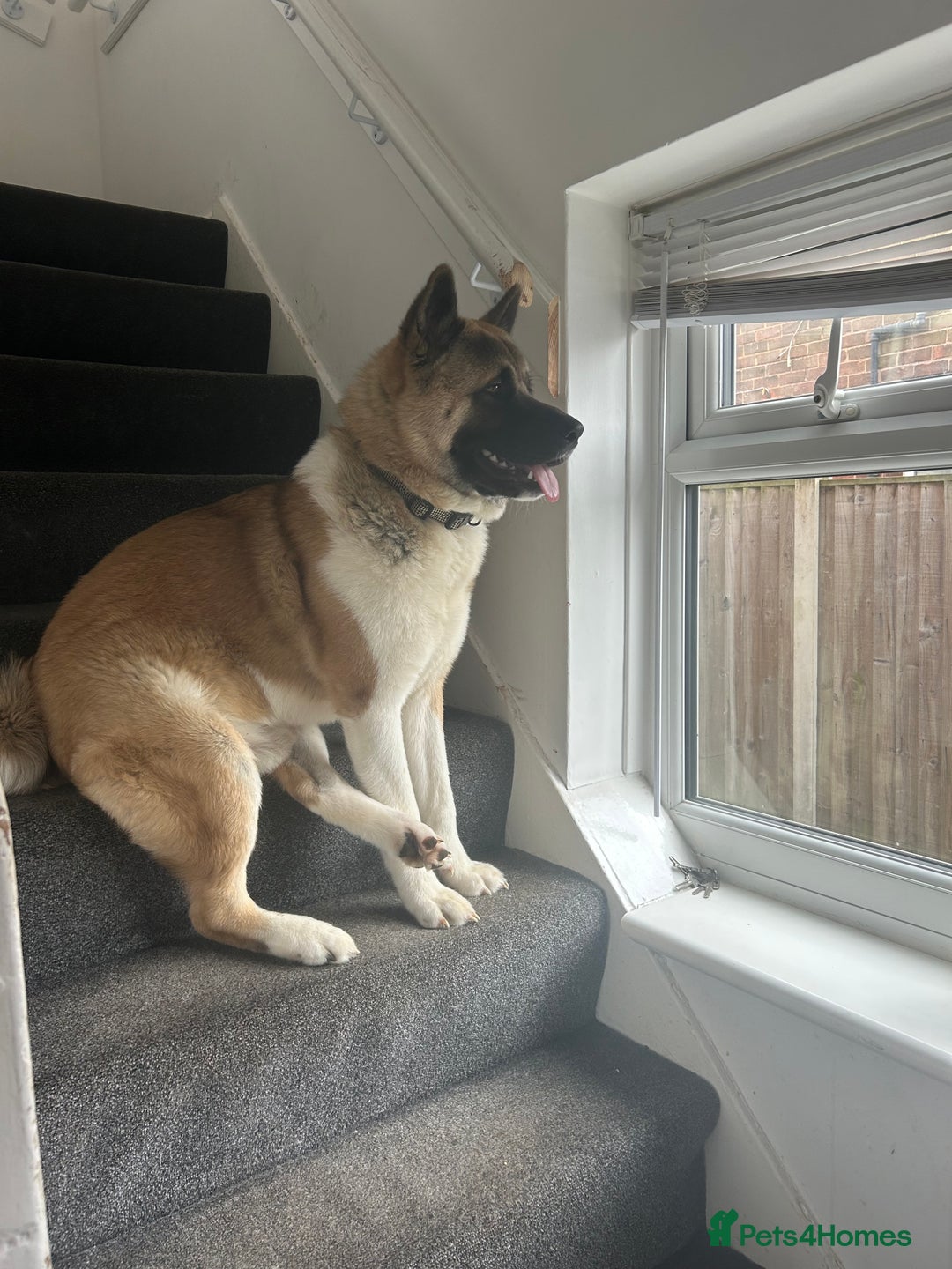 Akita dogs for sale: 2 American Akitas  - Image 6