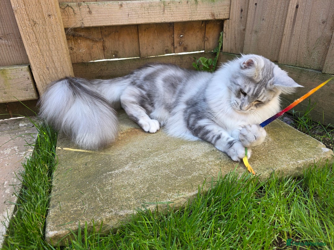Maine Coon cats for sale: Affectionate & Handsome Purebred Maine Coon Boy  - Image 14