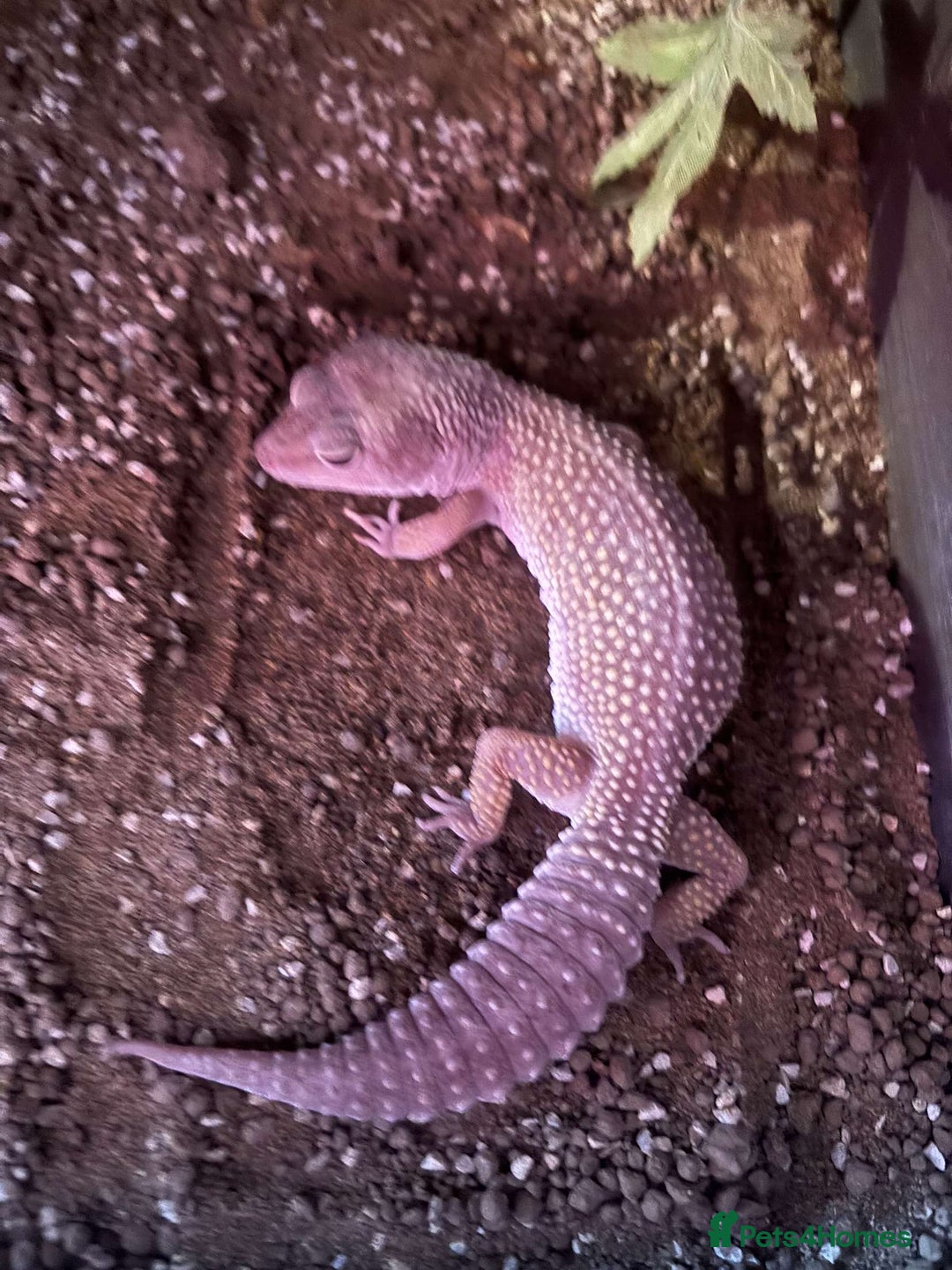 Leopard Gecko reptiles for sale: Leopard geckos - Image 6