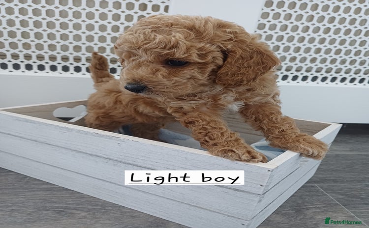 Cockapoo dogs - Advert 11
