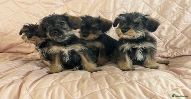 Schnoodle dogs - Advert 12