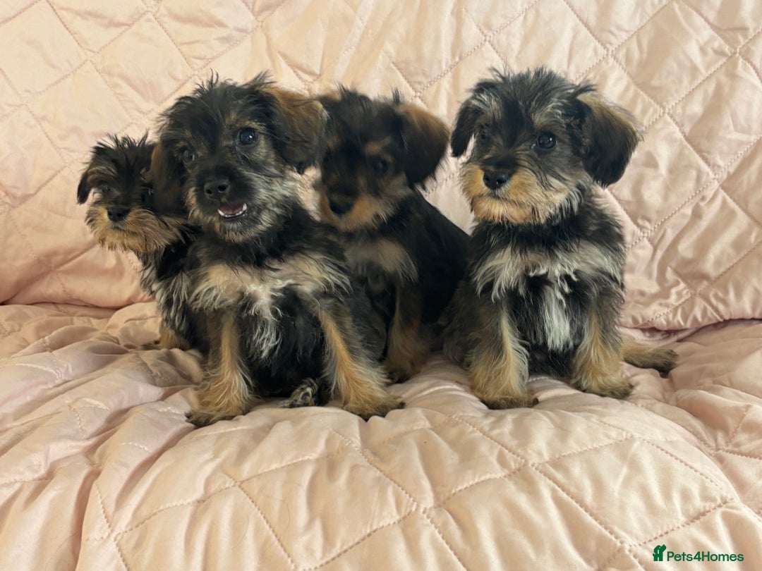 Schnoodle dogs for sale: *Stunning Shnoodles* - Image 2