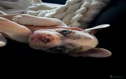 French Bulldog dogs for sale: French bulldog puppies  - Image 2