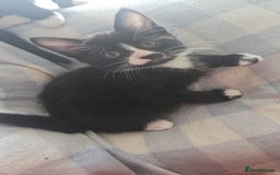 Mixed Breed cats for sale: Kittens for sale - Image 2