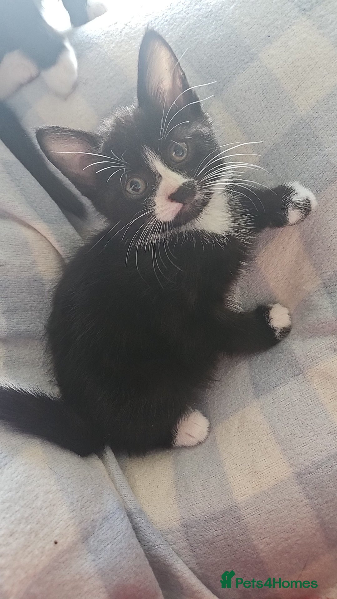 Mixed Breed cats for sale: Kittens for sale - Image 2