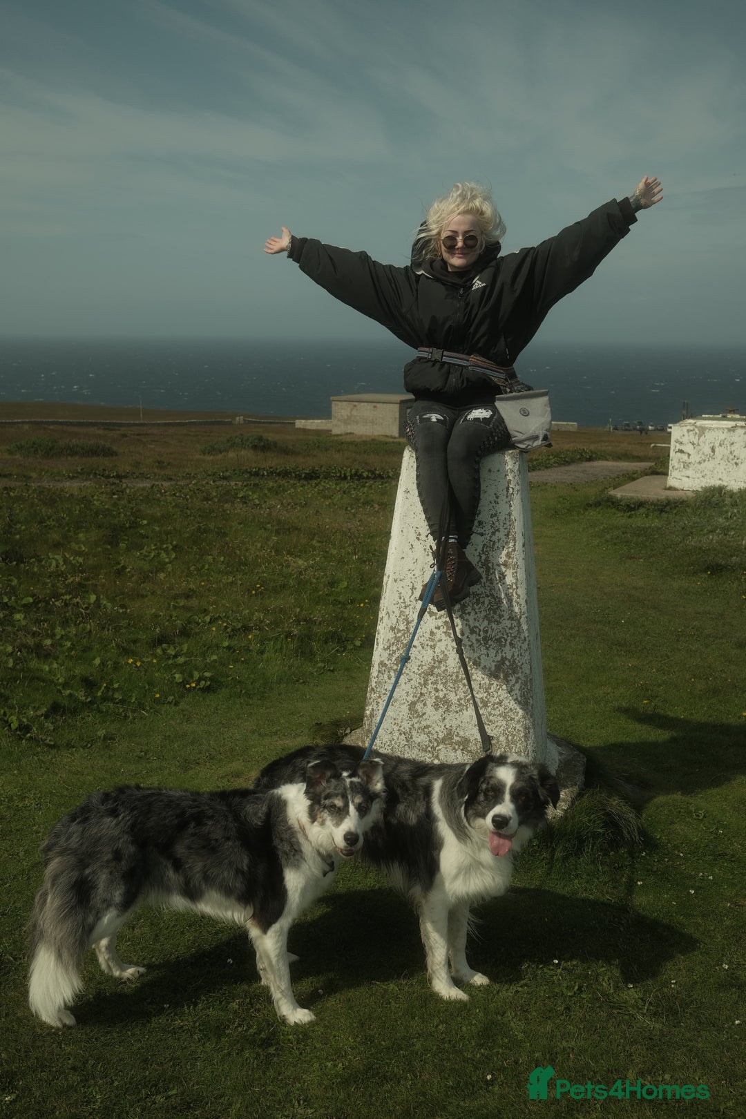 Border Collie dogs for stud: *proven* health tested working merle border collie in Leeds - Image 7