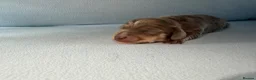Miniature Dachshund dogs for sale: Quality Miniature Dachshunds - Advert 15