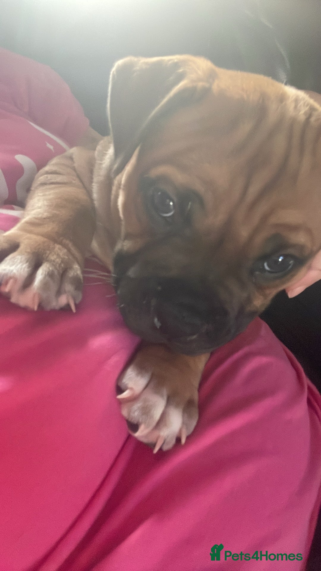 Staffordshire Bull Terrier dogs Beautiful chunky red staffys  - Advert 7