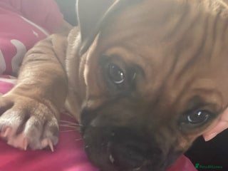 Staffordshire Bull Terrier dogs Beautiful chunky red staffys - Advert 9