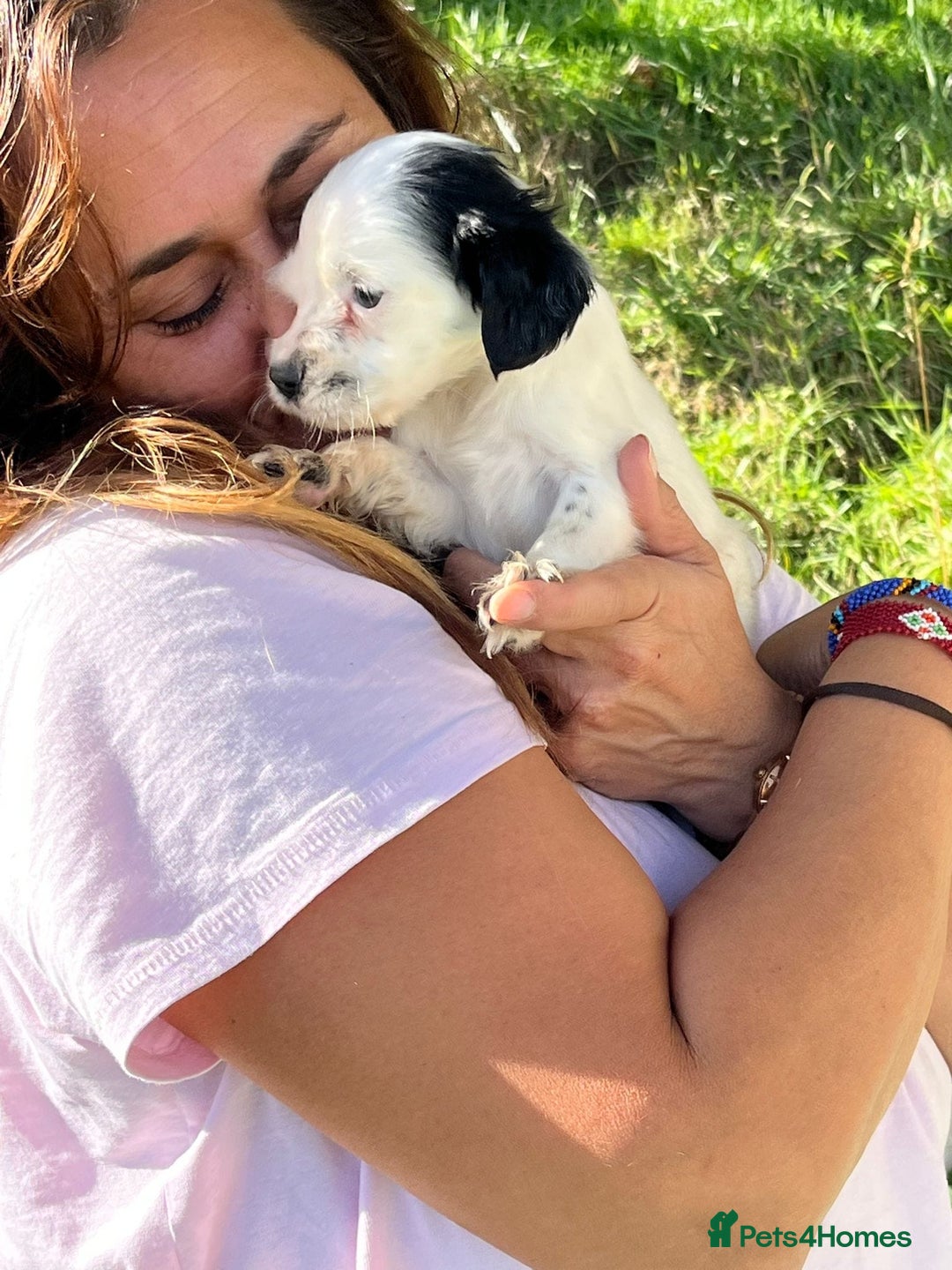 English Setter dogs for adoption: Setter x pups  - Image 6