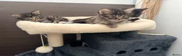 Maine Coon cats for sale: Mainecoon X Bombay X Tabby - Advert 14