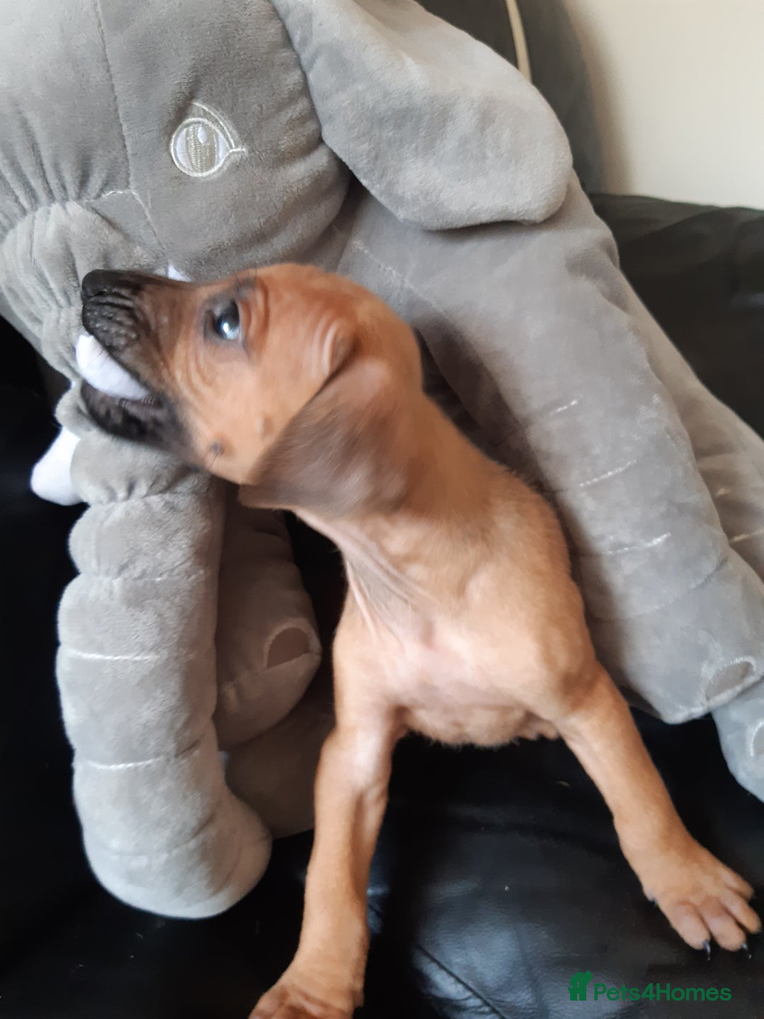 Rhodesian Ridgeback dogs for sale: 🦁KC RHODESIAN RIDGEBACKS PUPPIES🦁  - Image 13