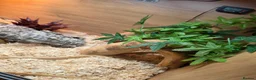Corn Snake reptiles for sale: 2 cornsnakes full setup  in Ashton-under-Lyne - Advert 11