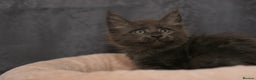 Maine Coon cats for sale: Mainecoon kittens TICA REGISTERED stunning - Advert 27